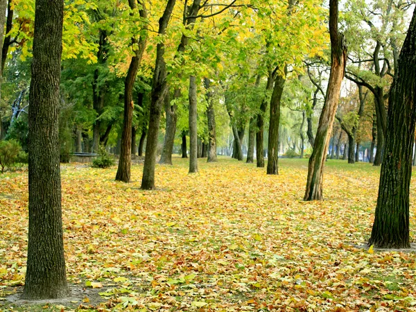 Autumn park with trees and yellow leaves — Stock Photo, Image