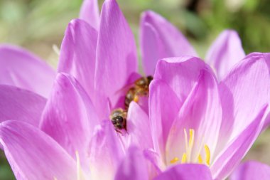 colchicum autumnale pembe çiçekler Bee