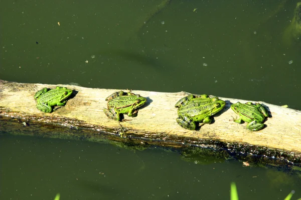 Nehrin yanında dört havuzu kurbağalar — Stok fotoğraf