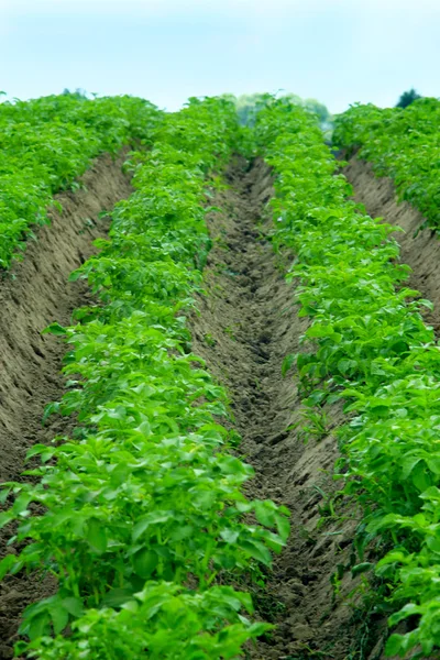 Rangées de buissons de pommes de terre en croissance — Photo