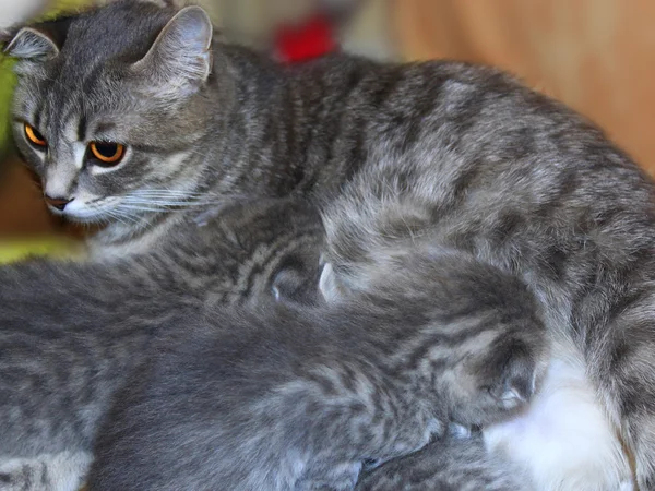 Annesinden süt içme yavru kedi — Stok fotoğraf