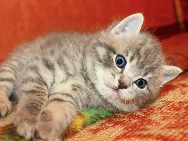 Little kitty of Scottish Straight breed — Stock Photo, Image