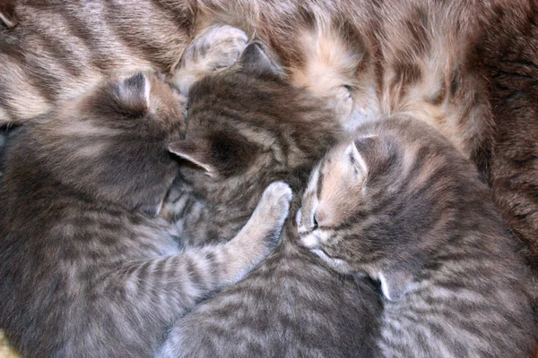 Kätzchen trinken Milch von seiner Mutter — Stockfoto