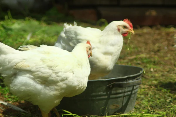 Poules mangent sur la ferme avicole — Photo