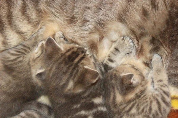 Gato com gatinhos recém-nascidos da raça Straight escocesa — Fotografia de Stock
