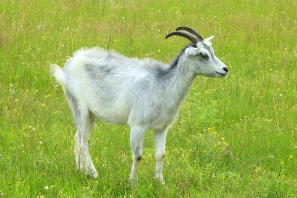 Goat kid on the pasture — Stock Photo, Image