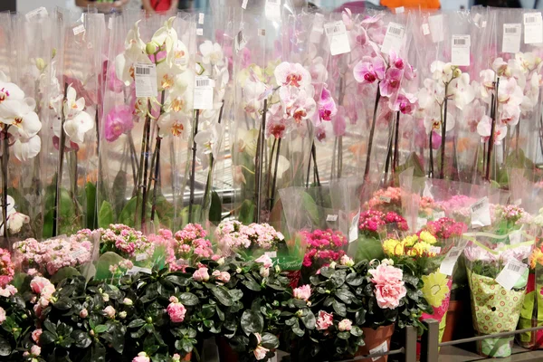 Orquídeas multicolores florecientes en la floristería —  Fotos de Stock