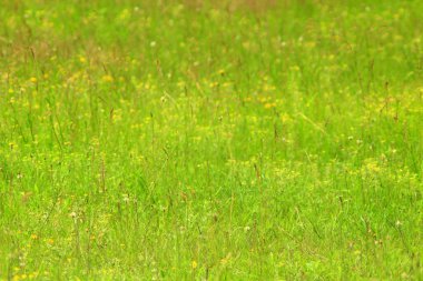 çayır ile yeşil çimen