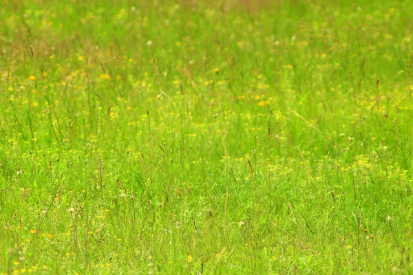 Pradera con hierba verde — Foto de Stock