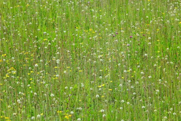 Prado com grama verde — Fotografia de Stock