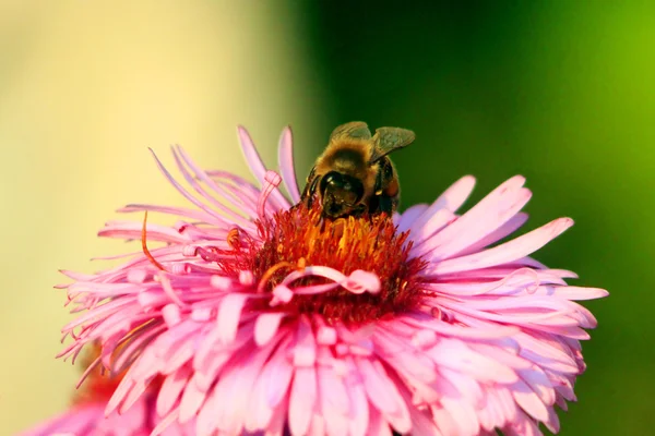 Arı Aster üzerinde oturur — Stok fotoğraf