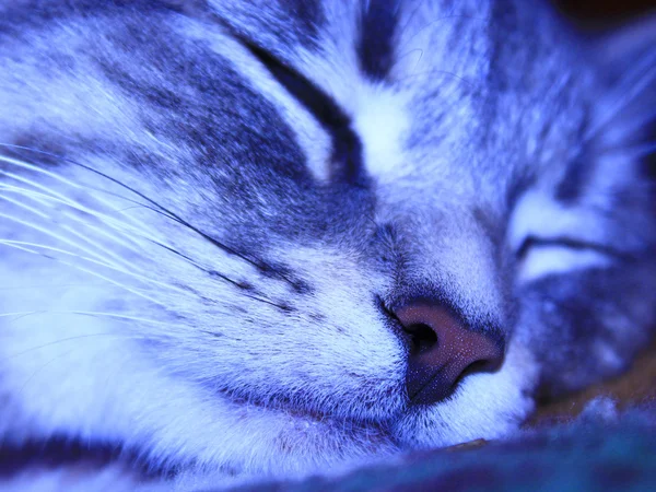 Muzzle of Scottish Straight cat — Stock Photo, Image