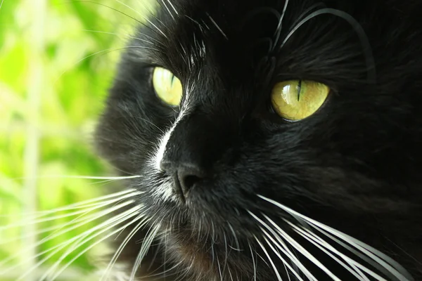 Focinho de gato preto — Fotografia de Stock