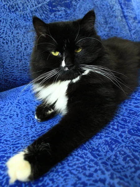 Μαύρη γάτα τοποθέτηση στον γαλάζιο καναπέ — Φωτογραφία Αρχείου