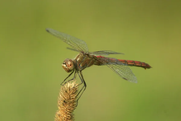 Dragonfly sitting on the spikelet — Stock Photo, Image