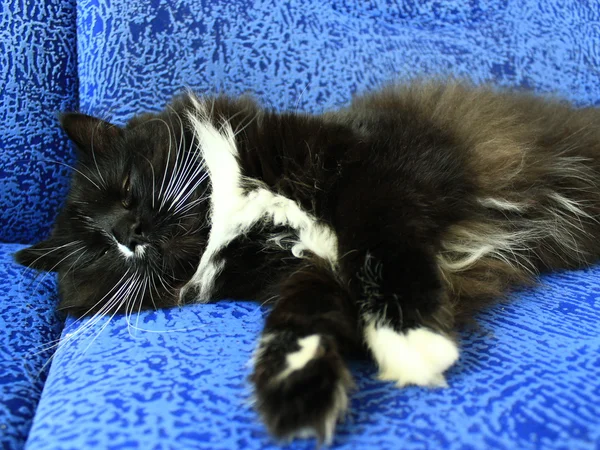 Gato preto dormindo no sofá azul — Fotografia de Stock
