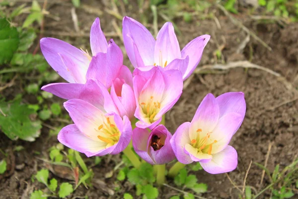 Flowers of colchicum autumnale — Stock Photo, Image