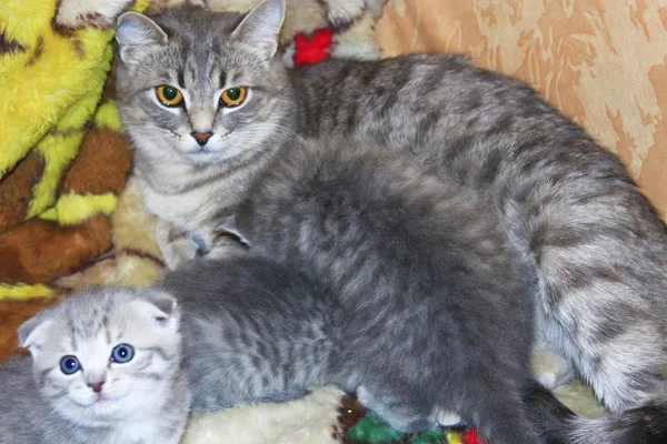 Gato com gatinhos recém-nascidos da raça Straight escocesa — Fotografia de Stock