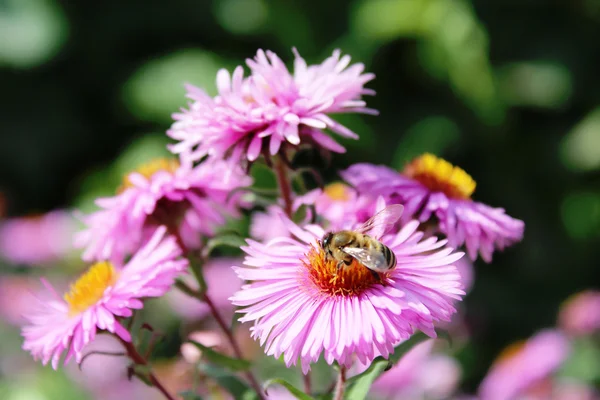 Bee zittend op de asters — Stockfoto