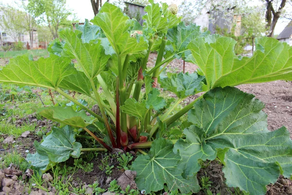 Rhabarberbusch — Stockfoto