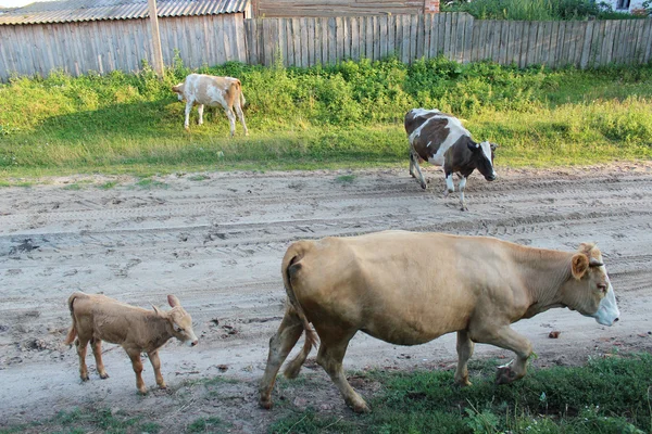 牛は牧草地から戻ってくる — ストック写真