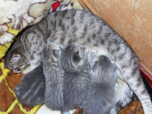 Kat met pasgeboren kittens van Schotse rechte RAS — Stockfoto