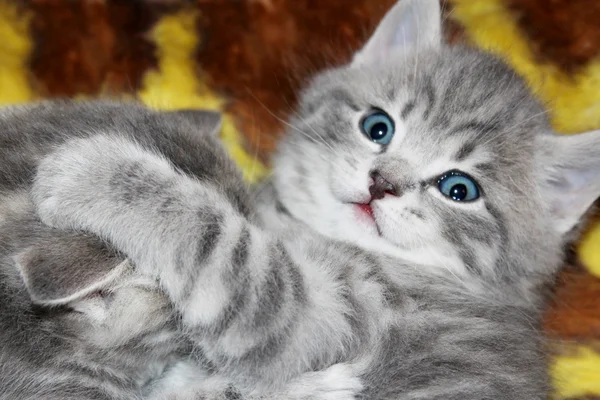 İskoç düz doğurmak küçük kedicik — Stok fotoğraf