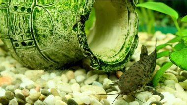 Hoplosternum thoracatum akvaryum