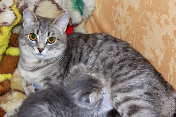 Katze mit neugeborenen Kätzchen der schottischen Rasse — Stockfoto