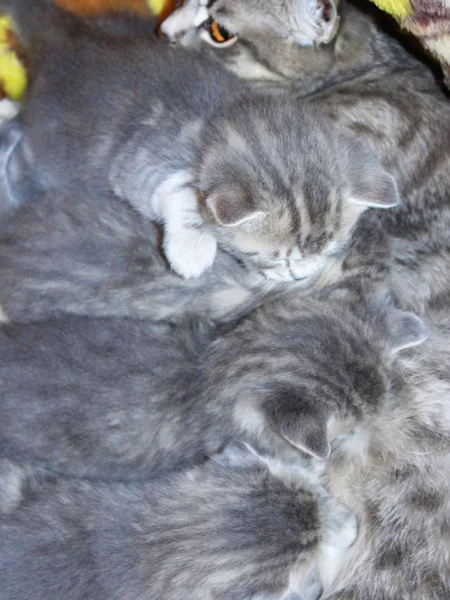 스코틀랜드 스트레이트 품종의 신생 새끼 고양이와 고양이 — 스톡 사진