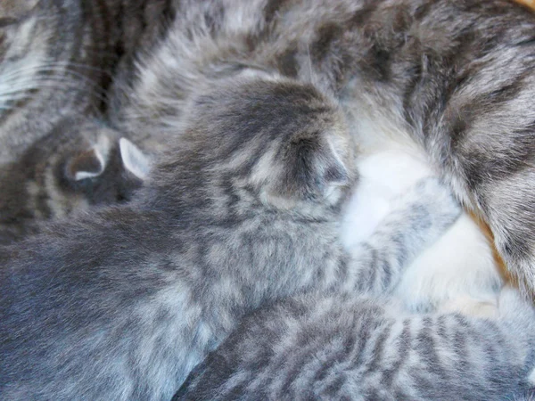 Gato com gatinhos de raça reta escocesa — Fotografia de Stock