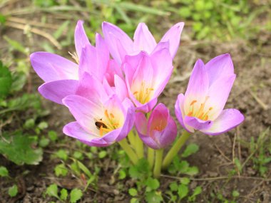 Colchicum autumnale pembe çiçekler