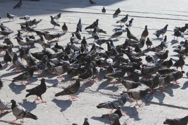 birçok güvercinleri yolda besleme