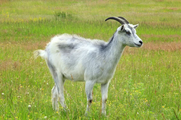 Chèvre sur le pâturage — Photo