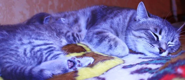 Gato con gatitos de escocés recta crianza — Foto de Stock