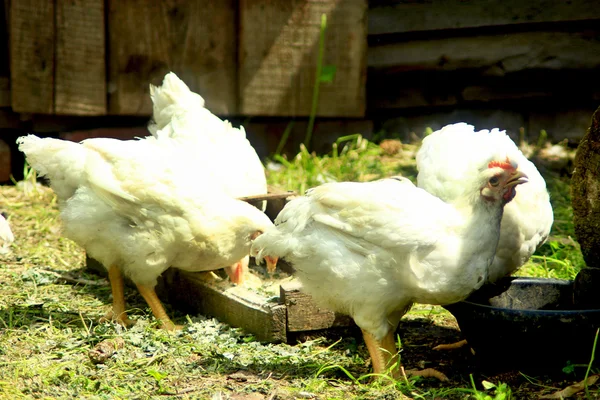 Slepice se jíst na drůbeže na farmě — Stock fotografie