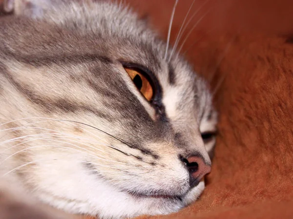 Морда шотландський прямі кішка — стокове фото