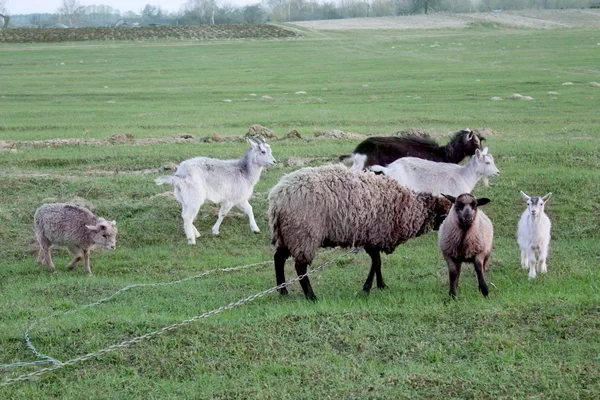 Ovelhas e cabras pastando na grama — Fotografia de Stock