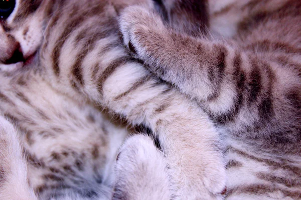 Gatinhos de raça reta escocesa jogar sobre — Fotografia de Stock