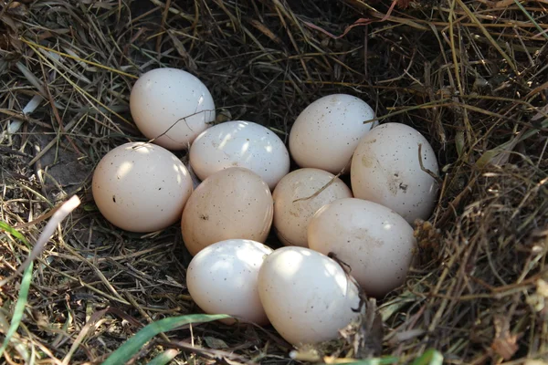 Nest der Henne mit drei Eiern — Stockfoto