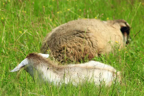 Ovejas y cabras se acuesta en la hierba —  Fotos de Stock