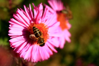 çalışkan arı nektarı Aster üzerinde toplar. 