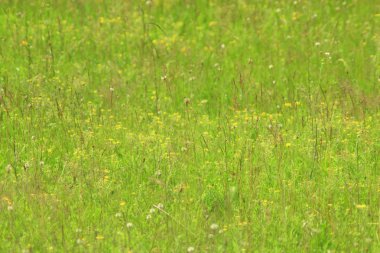 Yeşil çimenlerin üzerinde çayır