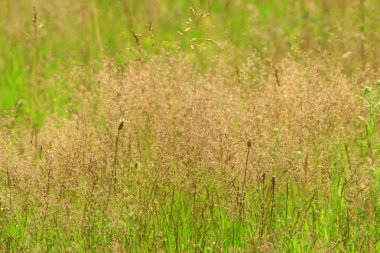 Yeşil çimenlerin üzerinde çayır