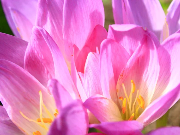 Rosa blommor av Colchicum autumnale — Stockfoto