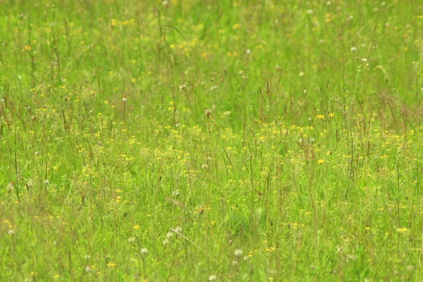 Green grass on the meadow — Stock Photo, Image