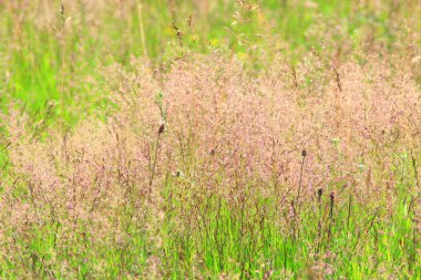 çayır ile yeşil çimen