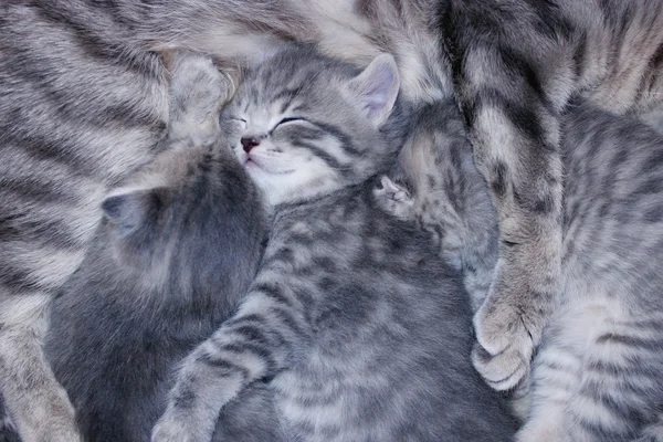 Μικρά γατάκια Σκωτικής Διπλώνετε ύπνου — Φωτογραφία Αρχείου