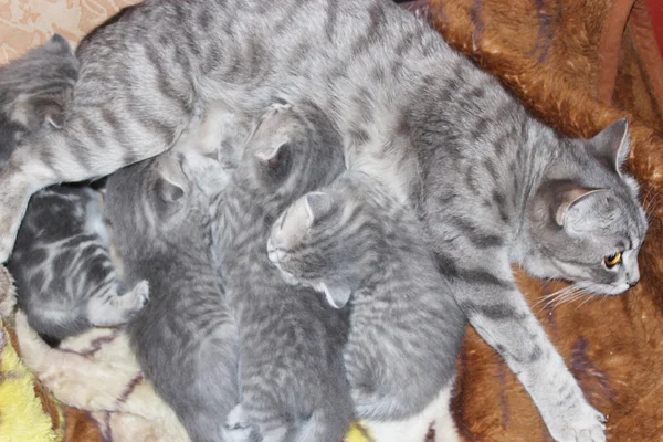 Gato com gatinhos de raça reta escocesa — Fotografia de Stock