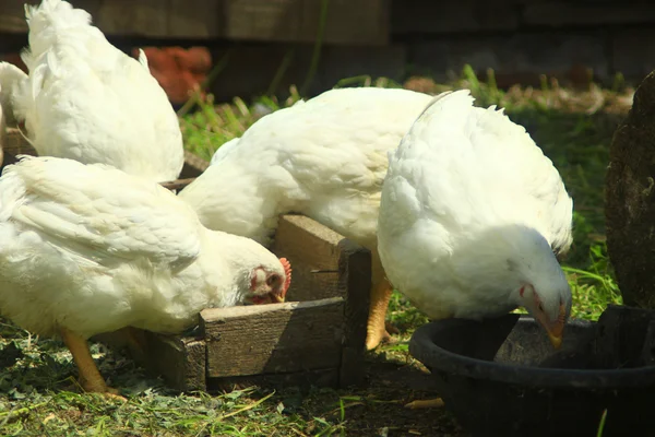 As galinhas comem na exploração avícola — Fotografia de Stock